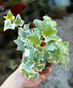 Glacier English Ivy | Live Trailing Plant | Climbing Houseplant | 4 inch Pot | Easy Care - Image 3