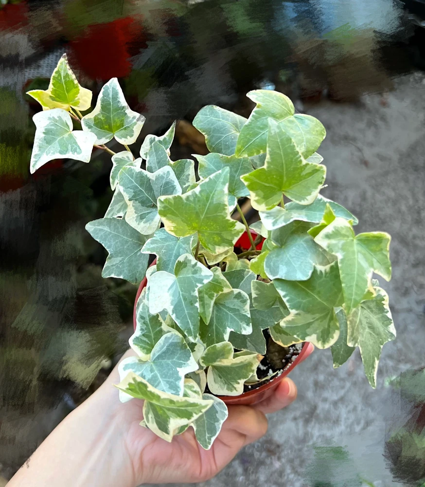 Glacier English Ivy | Live Trailing Plant | Climbing Houseplant | 4 inch Pot | Easy Care - Image 3