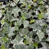 Glacier English Ivy | Live Trailing Plant | Climbing Houseplant | 4 inch Pot | Easy Care - Image 1