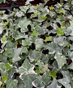Glacier English Ivy | Live Trailing Plant | Climbing Houseplant | 4 inch Pot | Easy Care - Image 1