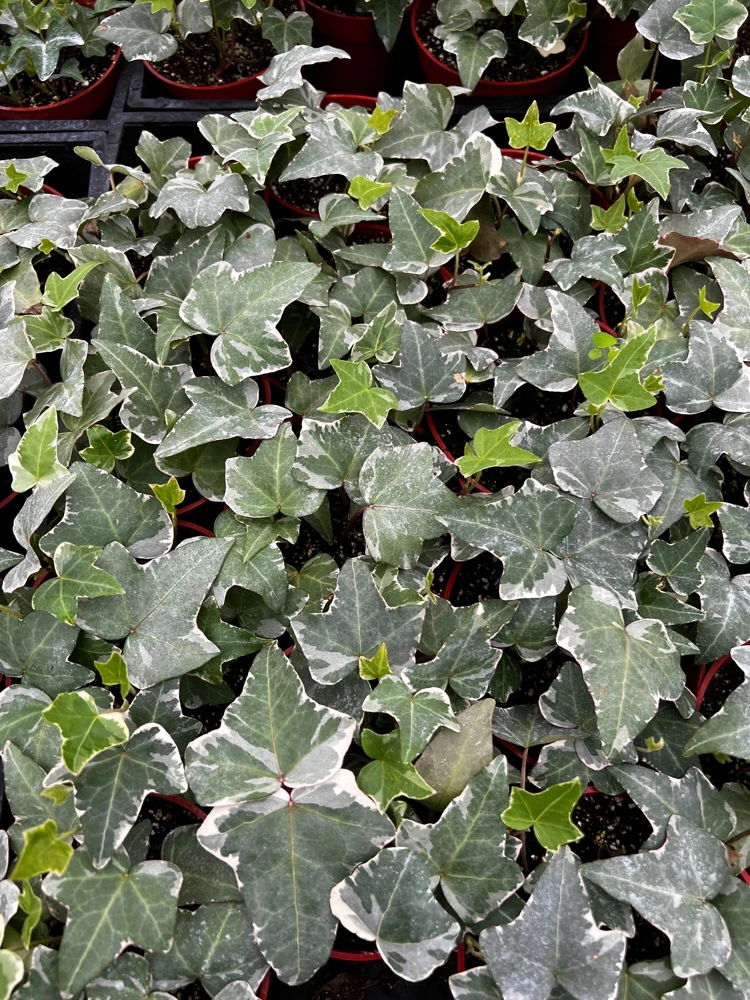 Glacier English Ivy | Live Trailing Plant | Climbing Houseplant | 4 inch Pot | Easy Care - Image 1
