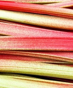 Glaskins Perpetual Rhubarb Seeds - 25 Pack - Rheum Rhabarbarum - Fruit Vegetable - Image 2