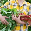 Glaskins Perpetual Rhubarb Seeds - 25 Pack - Rheum Rhabarbarum - Fruit Vegetable - Image 1