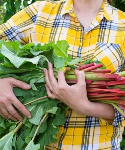 Glaskins Perpetual Rhubarb Seeds - 25 Pack - Rheum Rhabarbarum - Fruit Vegetable - Image 1