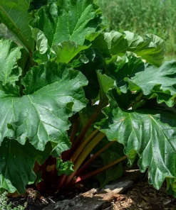 Glaskins Perpetual Rhubarb Seeds - 25 Pack - Rheum Rhabarbarum - Fruit Vegetable - Image 4