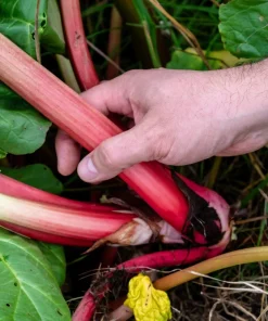 Glaskins Perpetual Rhubarb Seeds - 25 Pack - Rheum Rhabarbarum - Fruit Vegetable - Image 5