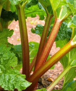 Glaskins Perpetual Rhubarb Seeds - 25 Pack - Rheum Rhabarbarum - Fruit Vegetable - Image 6