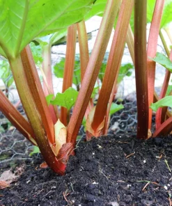 Glaskins Perpetual Rhubarb Seeds - 25 Pack - Rheum Rhabarbarum - Fruit Vegetable - Image 7