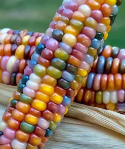 Glass Gem Corn Seeds – Multicolored Heirloom Ornamental Corn – 25 Seeds - Image 2