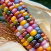 Glass Gem Corn Seeds – Multicolored Heirloom Ornamental Corn – 25 Seeds - Image 1