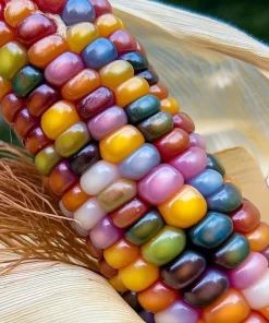 Glass Gem Corn Seeds – Multicolored Heirloom Ornamental Corn – 25 Seeds - Image 1