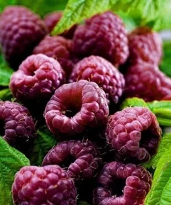 Glencoe Raspberry Live Plant – Purple Summer Fruiting – Spine-Free Canes – Outdoor Edible Shrub - Image 2