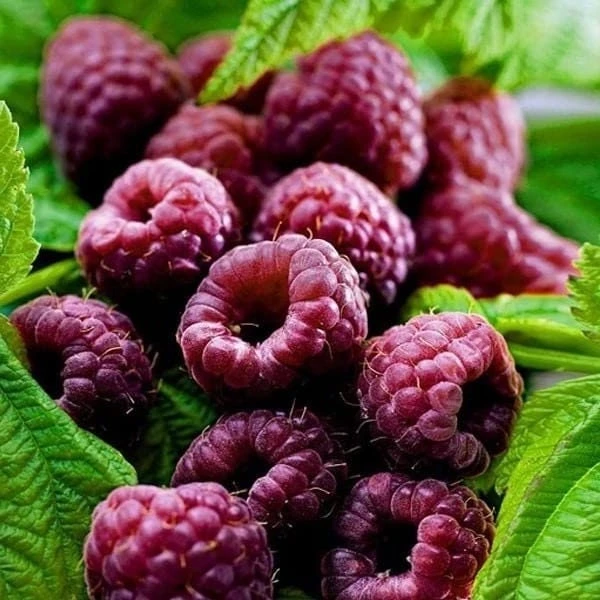 Glencoe Raspberry Live Plant – Purple Summer Fruiting – Spine-Free Canes – Outdoor Edible Shrub - Image 2