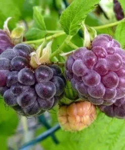 Glencoe Raspberry Live Plant – Purple Summer Fruiting – Spine-Free Canes – Outdoor Edible Shrub - Image 3
