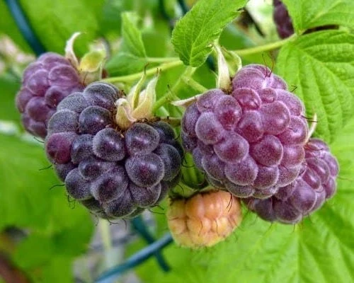 Glencoe Raspberry Live Plant – Purple Summer Fruiting – Spine-Free Canes – Outdoor Edible Shrub - Image 3