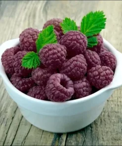 Glencoe Raspberry Live Plant – Purple Summer Fruiting – Spine-Free Canes – Outdoor Edible Shrub - Image 4