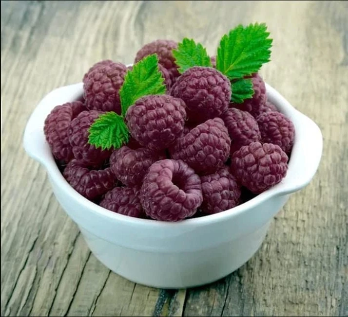 Glencoe Raspberry Live Plant – Purple Summer Fruiting – Spine-Free Canes – Outdoor Edible Shrub - Image 4