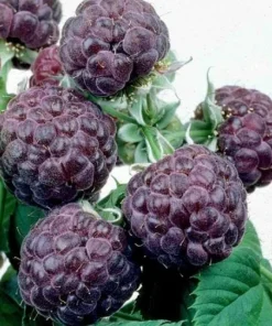 Glencoe Raspberry Live Plant – Purple Summer Fruiting – Spine-Free Canes – Outdoor Edible Shrub - Image 1