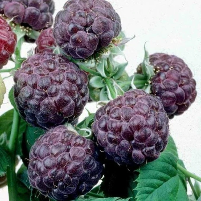 Glencoe Raspberry Live Plant – Purple Summer Fruiting – Spine-Free Canes – Outdoor Edible Shrub - Image 1