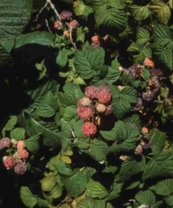 Glencoe Raspberry Live Plant – Purple Summer Fruiting – Spine-Free Canes – Outdoor Edible Shrub - Image 5
