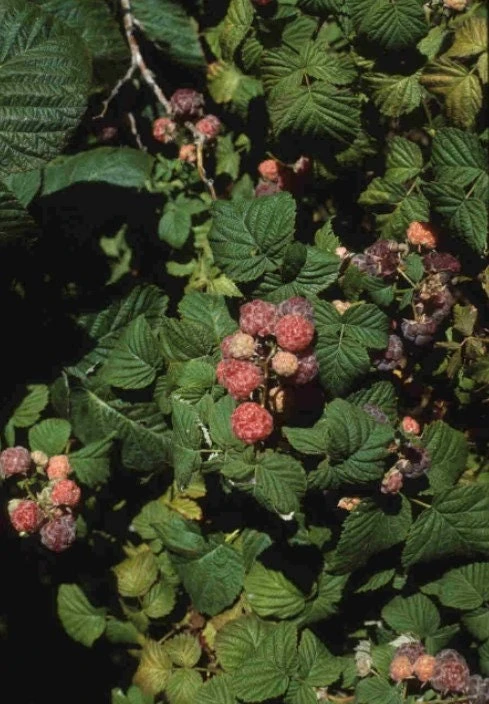 Glencoe Raspberry Live Plant – Purple Summer Fruiting – Spine-Free Canes – Outdoor Edible Shrub - Image 5