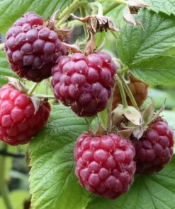 Glencoe Thornless Raspberry Plants Live, Set of 2, 4-6 Inch Tall, Outdoor - Image 2
