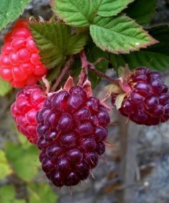 Glencoe Thornless Raspberry Plants Live, Set of 2, 4-6 Inch Tall, Outdoor - Image 3