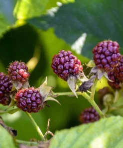 Glencoe Thornless Raspberry Plants Live, Set of 2, 4-6 Inch Tall, Outdoor - Image 4