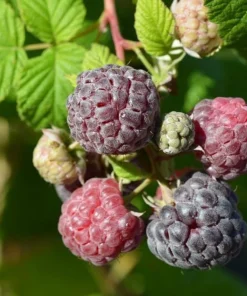 Glencoe Thornless Raspberry Plants Live, Set of 2, 4-6 Inch Tall, Outdoor - Image 5