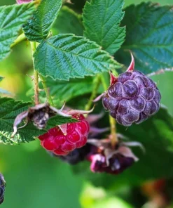 Glencoe Thornless Raspberry Plants Live, Set of 2, 4-6 Inch Tall, Outdoor - Image 7