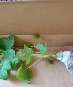 Glencoe Thornless Raspberry Plants Live, Set of 2, 4-6 Inch Tall, Outdoor - Image 8
