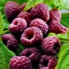 Glencoe Thornless Raspberry Plants Live, Set of 2, 4-6 Inch Tall, Outdoor - Image 1