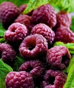 Glencoe Thornless Raspberry Plants Live, Set of 2, 4-6 Inch Tall, Outdoor - Image 1
