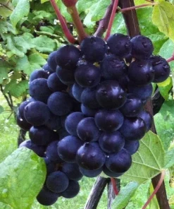 Glenora Seedless Grape Vine Live Plant - 1-2 Year Old - Outdoor, Blue Fruit - Image 3