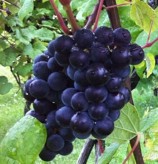 Glenora Seedless Grape Vine Live Plant - 1-2 Year Old - Outdoor, Blue Fruit - Image 3