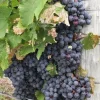 Glenora Seedless Grape Vine Live Plant - 1-2 Year Old - Outdoor, Blue Fruit - Image 1