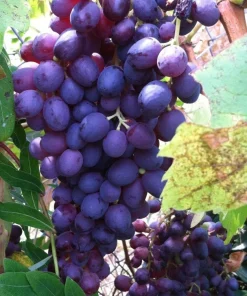 Glenora Seedless Grape Vine Live Plant - 1-2 Yr Old - Pruned for Planting - Image 2