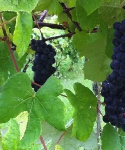 Glenora Seedless Grape Vine Live Plant - 1-2 Yr Old - Pruned for Planting - Image 3