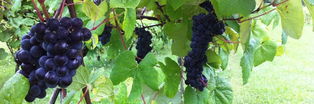 Glenora Seedless Grape Vine Live Plant - 1-2 Yr Old - Pruned for Planting - Image 3