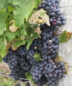 Glenora Seedless Grape Vine Live Plants – 2 Pack – 1-2 Year Old – Outdoor - Image 2