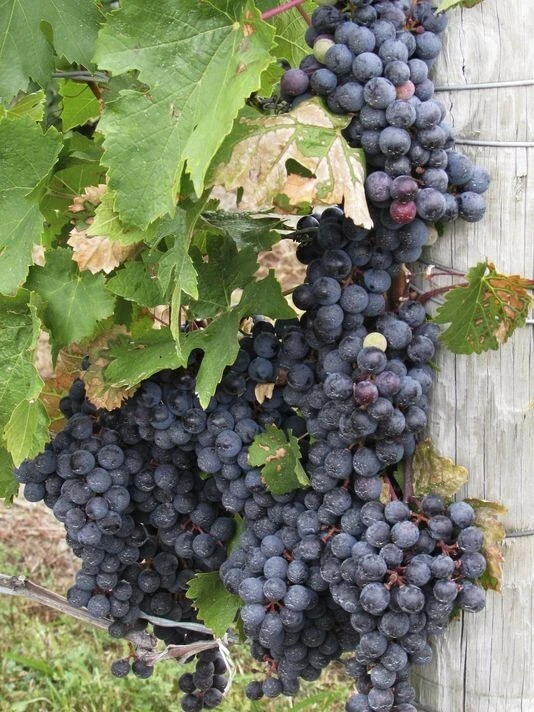 Glenora Seedless Grape Vine Live Plants – 2 Pack – 1-2 Year Old – Outdoor - Image 2