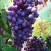 Glenora Seedless Grape Vine Live Plants – 2 Pack – 1-2 Year Old – Outdoor - Image 1