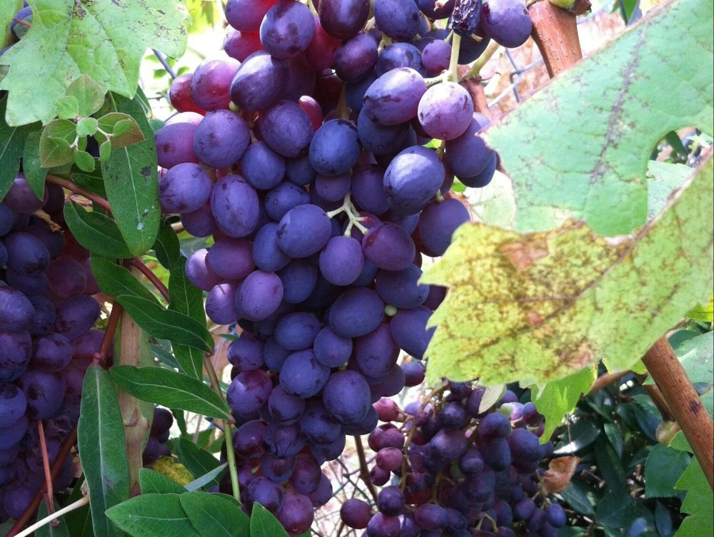 Glenora Seedless Grape Vine Live Plants – 2 Pack – 1-2 Year Old – Outdoor - Image 1