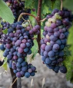 Glenora Seedless Grape Vine Live Plants – 2 Pack – 1-2 Year Old – Outdoor - Image 3