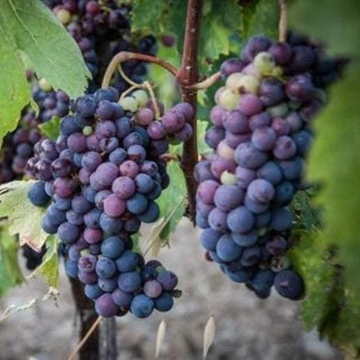 Glenora Seedless Grape Vine Live Plants – 2 Pack – 1-2 Year Old – Outdoor - Image 3
