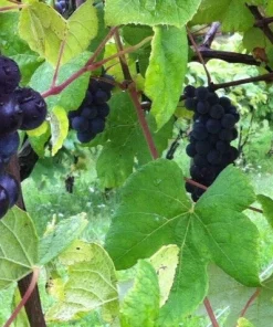 Glenora Seedless Grape Vine Live Plants – 2 Pack – 1-2 Year Old – Outdoor - Image 5
