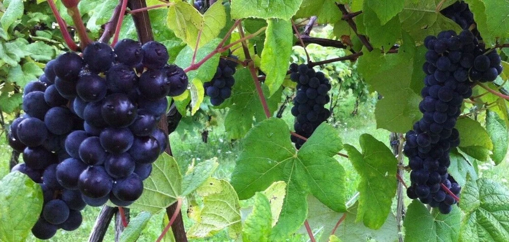 Glenora Seedless Grape Vine Live Plants – 2 Pack – 1-2 Year Old – Outdoor - Image 5