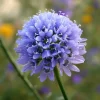 Globe Gilia Seeds – Sky-Blue Pollinator Wildflower – 100 Seeds – Outdoor - Image 1