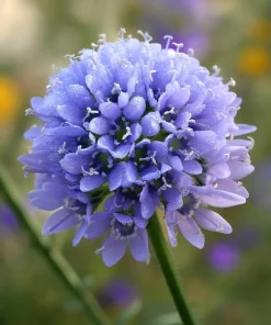 Globe Gilia Seeds – Sky-Blue Pollinator Wildflower – 100 Seeds – Outdoor - Image 1