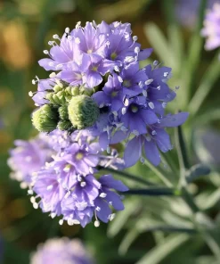 Globe Gilia Seeds – Sky-Blue Pollinator Wildflower – 100 Seeds – Outdoor - Image 2